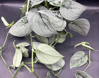 4.5” Sooo (TM) Silver Scindapsus hanging basket  - NEWER CULTIVAR plant - rare trailing houseplant - silvery foliage - home decor