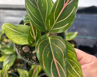 4” Aglaonema RED VEIN plant pot - Aglaonema rotundum TIGER - Chinese Green Evergreen - foliage houseplant - lovely home decor