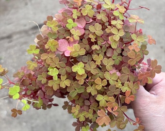 4" MULTICOLOR OXALIS  Variegated plant pot - rainbow Shamrock - bright colored leaves - yellow flowers - houseplant or outdoors