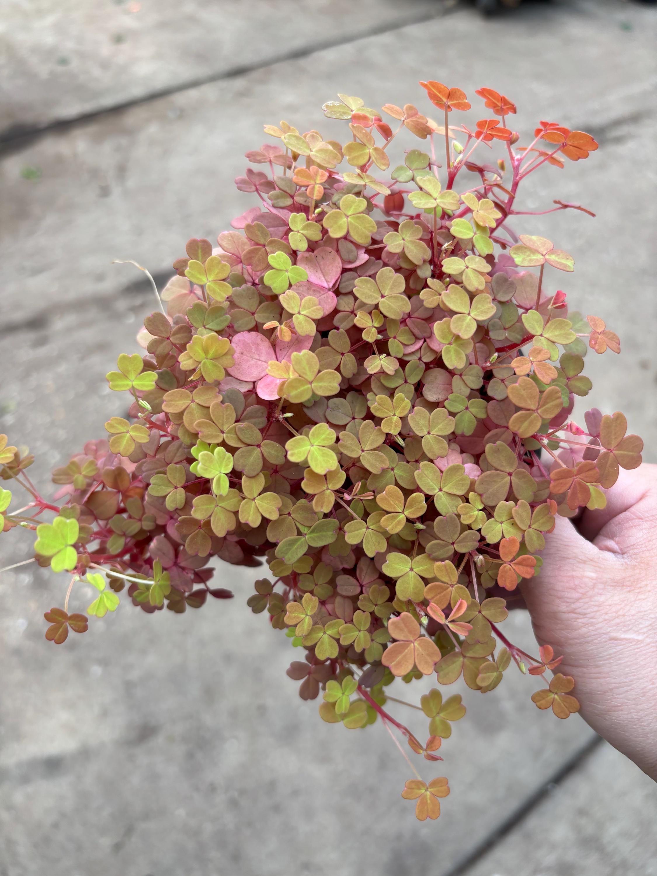 Oxalis Triangularis Variegated - Etsy