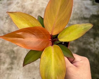 4” MCCOLLEY’S FINALE plant pot - tropical easy care Philodendron houseplant - colorful foliage leaves - home decoration