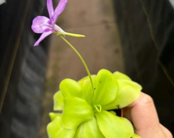 2” PINGUICULA MORANENSIS TINA - beginner Butterwort hybrid plant pot - purple flower - carnivorous houseplant