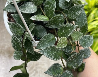 4.5" Trailing Hoya Krohniana Silver hanging basket - Houseplant (winter shipping included)