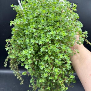 Pilea White Splash - Etsy