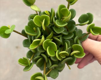 4” PEPEROMIA HOPE pot - low maintenance plant - coin-shape succulent like foliage - rooted houseplant - home decor