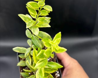 3” Lipstick Bolero Bicolore EXACT pot - Variegated Aeschynanthus plant - beautiful bicolor houseplant - easy care