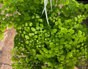 6” FRAGRANT MAIDENHAIR FERN plant hanging basket - lush & multiple growth - raindrop shaped foliage - versatile houseplant or outdoors