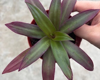 4” RHOEO NOT VARIEGATED Tradescantia pot - Spathacea Wandering dude pot - houseplant - shades of purple and green foliage plant