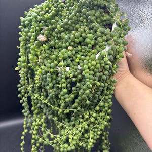 6” String of Pearls hanging basket - Curio Rowleyanus plant - trailing and full succulent houseplant - COOLEST GIFT