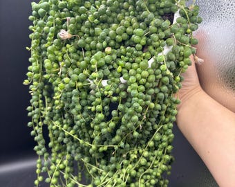 6” String of Pearls hanging basket - Curio Rowleyanus plant - trailing and full succulent houseplant - COOLEST GIFT