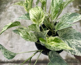 6” SNOW QUEEN Pothos pot - beautiful white coloration with mottled green houseplant - easy home decor