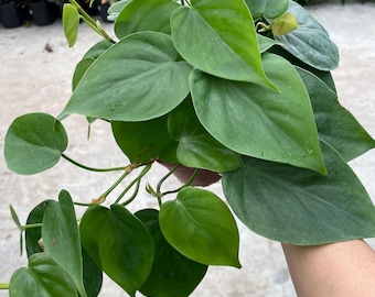 Philodendron Cordatum Brasil | Hederaceum | Vining House Plant | 4in Pot -  Etsy