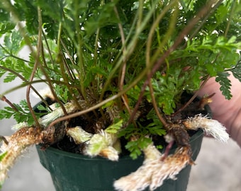 4” RABBIT’S FOOT FERN plant pot - cutest white feet leaves - houseplant or outdoor shade - terrarium plant - rabbit resistant