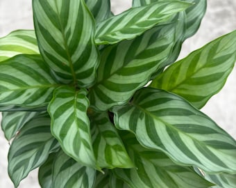 4” FREDDIE Calathea pot  - beautiful ZEBRA striped leaves - eye catching foliage - home decor Prayer plant - pet friendly