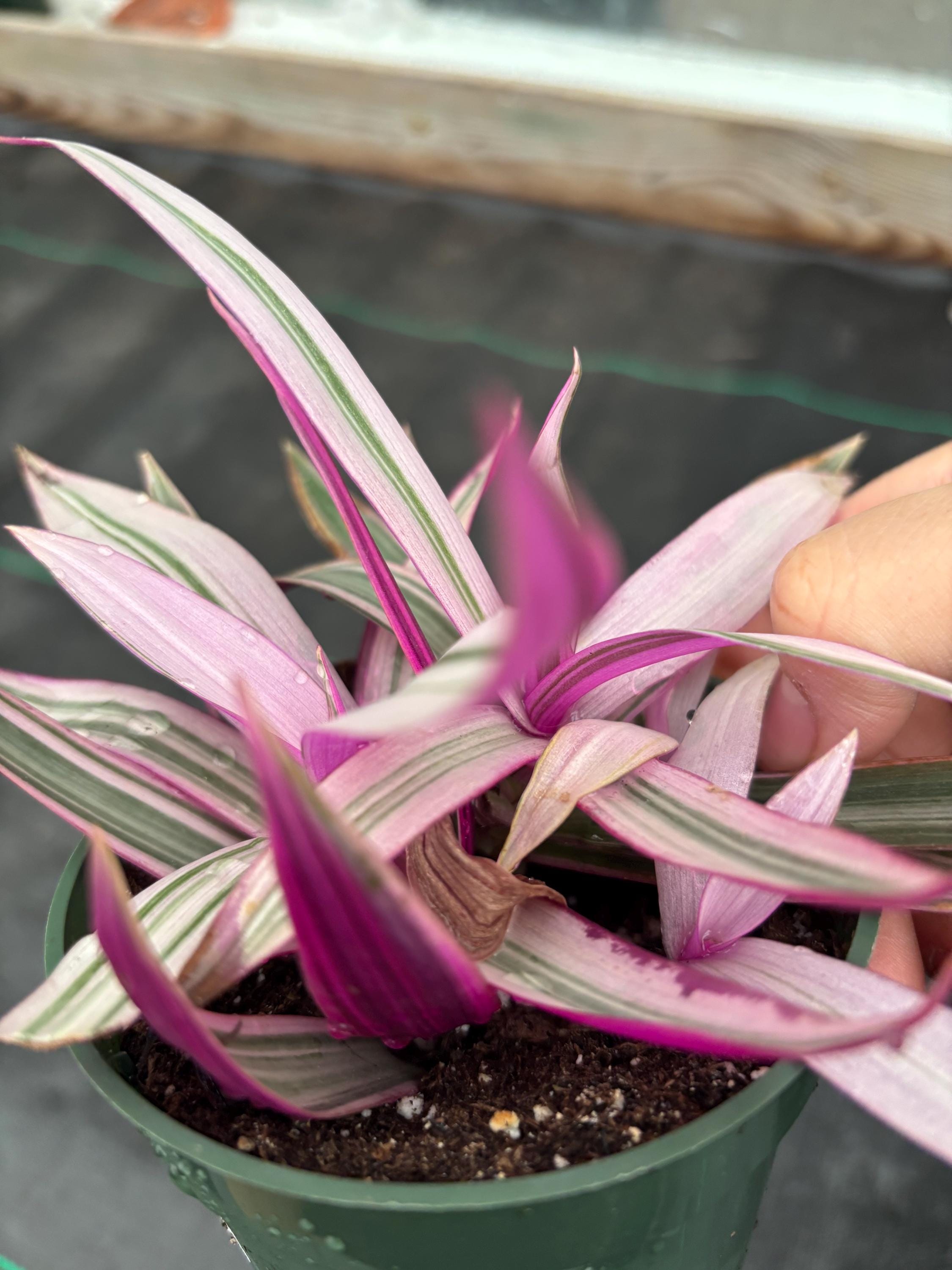 4” RHOEO RAINBOW Tradescantia Pot - Spathacea Wandering Dude Pot