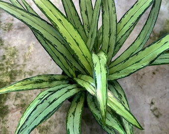 6” CUTLASS AGLAONEMA plant pot - Chinese Evergreen - rooted growth points - striking leaf shape houseplant - home decor - gift