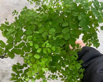4” MAIDENHAIR FERN plant pot - lush & multiple growth - green foliage - versatile vibrant houseplant or outdoors