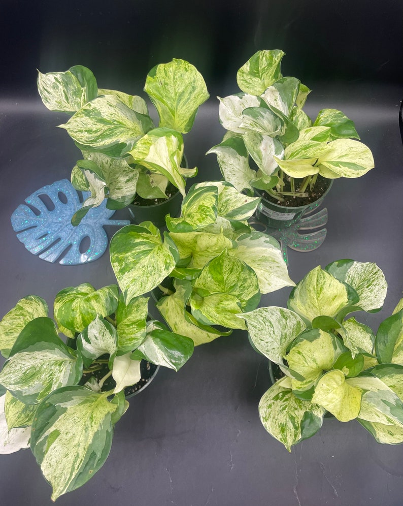 FastechPlants Manjula Pothos - Thumbnail 3