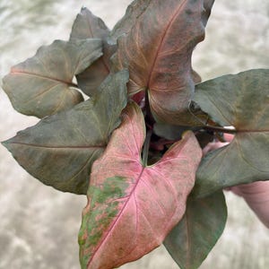 May include: Close-up of a Syngonium plant with heart-shaped leaves. The leaves display a mix of colors, including dark green, pink, and a touch of green. The plant has a lush, full appearance, with multiple leaves visible.