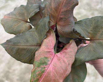 4” MERRY MARIA Syngonium pot - lush arrowhead with multiple houseplants - low maintenance plant - pink & green shaped tip foliage