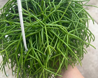 6” Rhipsalis Cashero hanging basket - rooted bushy mistletoe plant - trailing succulent houseplant cactus - amazing GIFT