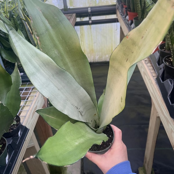 4” MOONSHINE Snake plant pot - Dracaena trifasciata - uncommon leaves - big Sansevieria home decor houseplant - silver long thick foliage