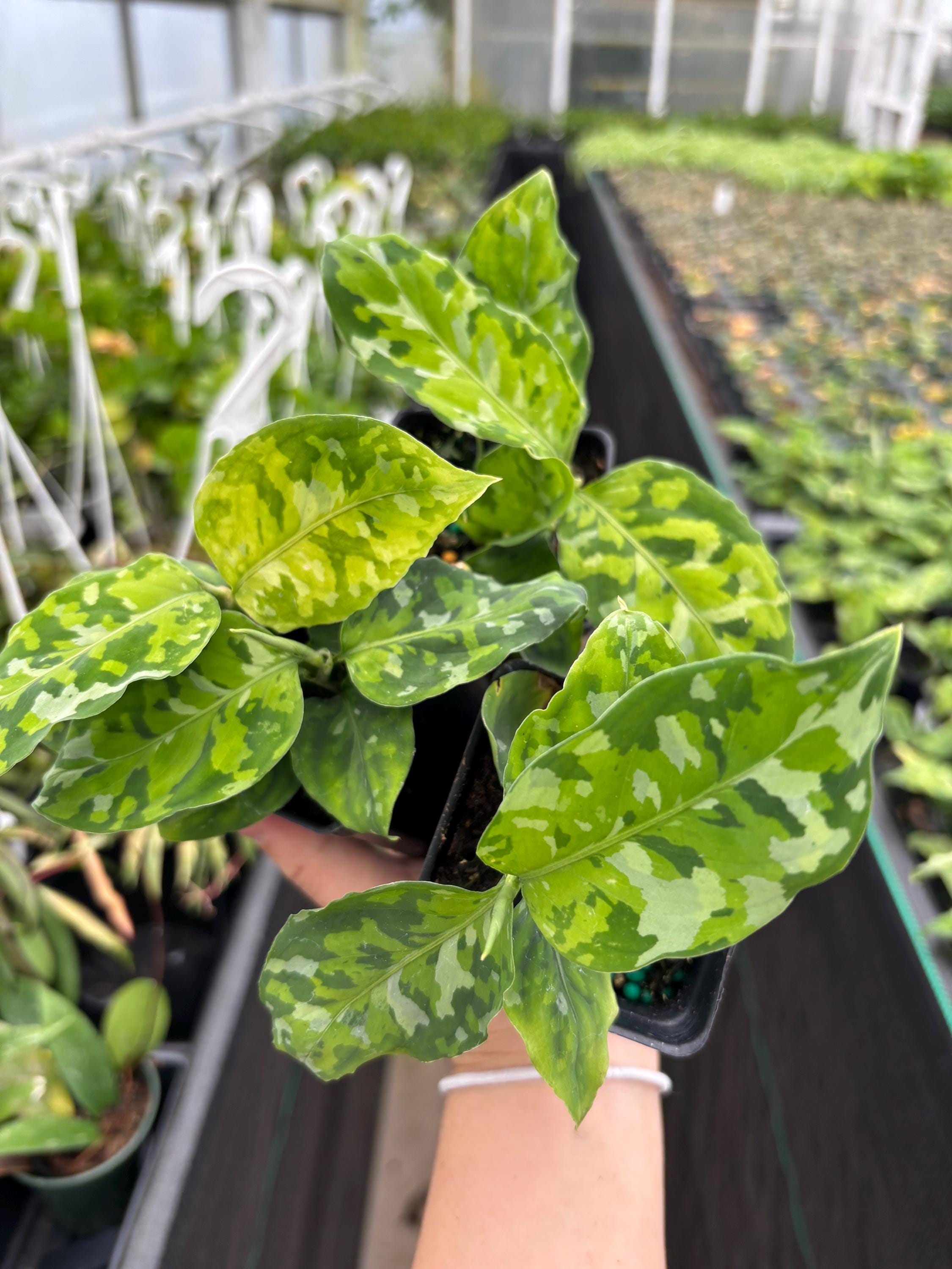 3 Aglaonema Tricolor Pictum Pot - Rare Plant - Camouflage Foliage  Houseplant - Camo Home Decor - Eye Catching - Etsy