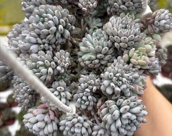 4.5” GRAPTOPETALUM PACHYPHYLLUM BLUEBEAN hanging basket - blue and purple decor plant - beautiful and easy care succulent