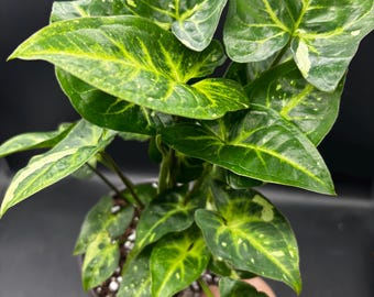 4” PANDA Syngonium splashy galaxy variegation plant pot - fully rooted foliage - green shades leaf - gift plant home decor