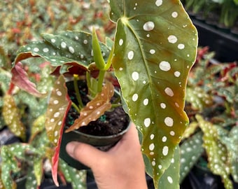4” Begonia Maculata plant - Polka Dot - Angel Wings - showy home decor -  spotted houseplant - red and green wings with spots foliage