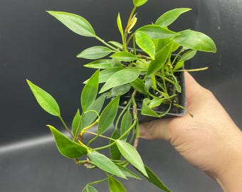 3” FRILLY PHILLY Philodendron plant pot - Heartleaf Mutation - Philo scandens oxycardium - unique rare cultivar - cute foliage - home decor