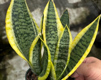 4” SUPERBA Snake plant pot - vibrant yellow green leaves - yellow trim foliage Sanserviera home decor houseplant - removes pollutants