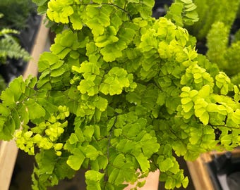 6” MAIDENHAIR PACIFIC MAID Fern plant hanging basket - compact & multiple growth - scallop shaped foliage - versatile houseplant or outdoors