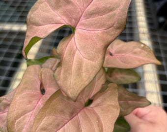 4” SYNGONIUM PINK pot - lush arrowhead with multiple houseplants - low maintenance plant - pink vein foliage - pink lovers