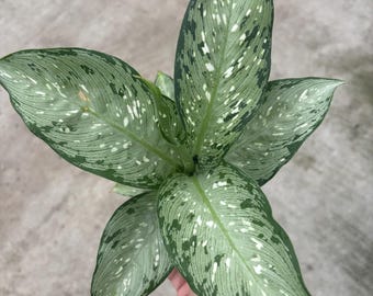 4” SNOW Dieffenbachia pot - show stopper plant  - Dumb Cane houseplant - lots of splash variegation - home decor