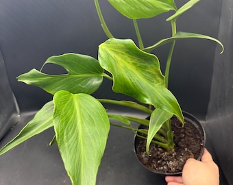 6” BURLE MARX FLAME pot - uncommon and rare Philodendron plant - established green foliage coloration - home decor - amazing gift