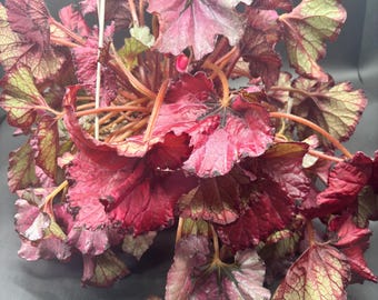 6” HEARTBEAT Begonia Rex hanging basket - EXACT Plant - deep red lush leaves - SHOWSTOPPER foliage - flower houseplant - love gift