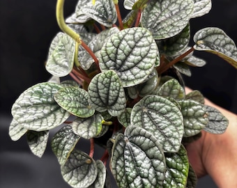 4” GREYHOUND Peperomia Radiator plant pot - silvery green leaves - compact size houseplant - metallic sheen - home decor