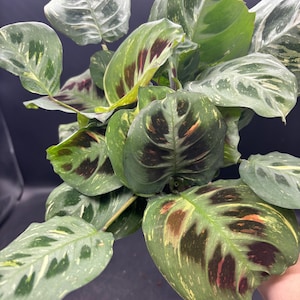 4” VARIEGATED Maranta Calathea plant pot - Prayer houseplant- splashy yellow and green foliage patterns - home decor jungle