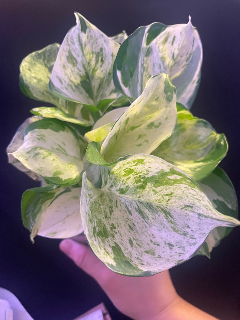 FastechPlants Manjula Pothos - Thumbnail 4