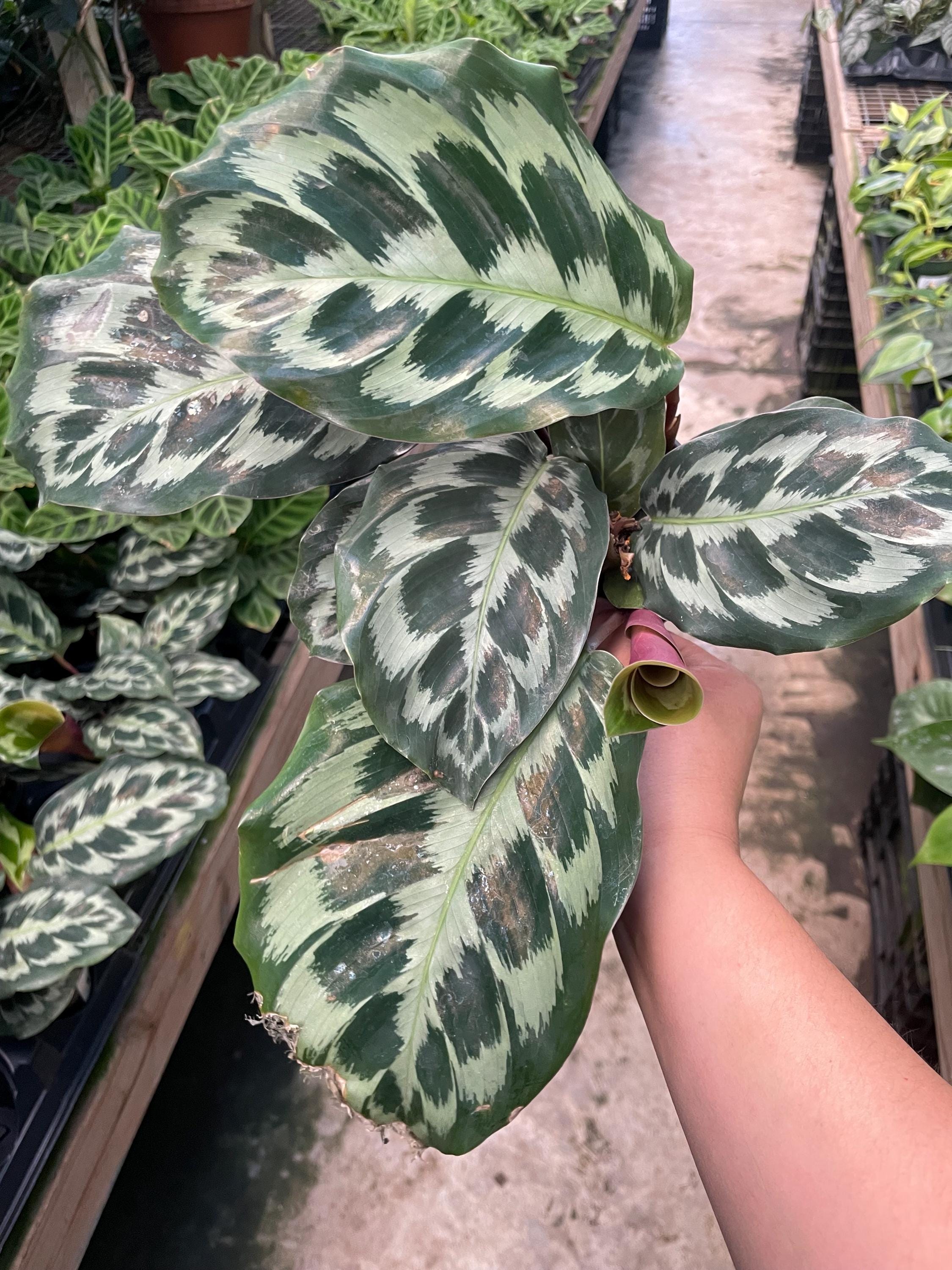 4 Lush Helen Kennedy Calathea Plant Pot - Prayer Plant - Eye Popping  Coloration - Rare and Unique Houseplant - Home Decor - Etsy
