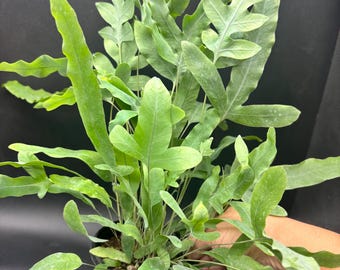 4” BLUE STAR FERN pot -  houseplant or outdoor shade - perfect terrarium plant - home decor - feather like leaf foliage