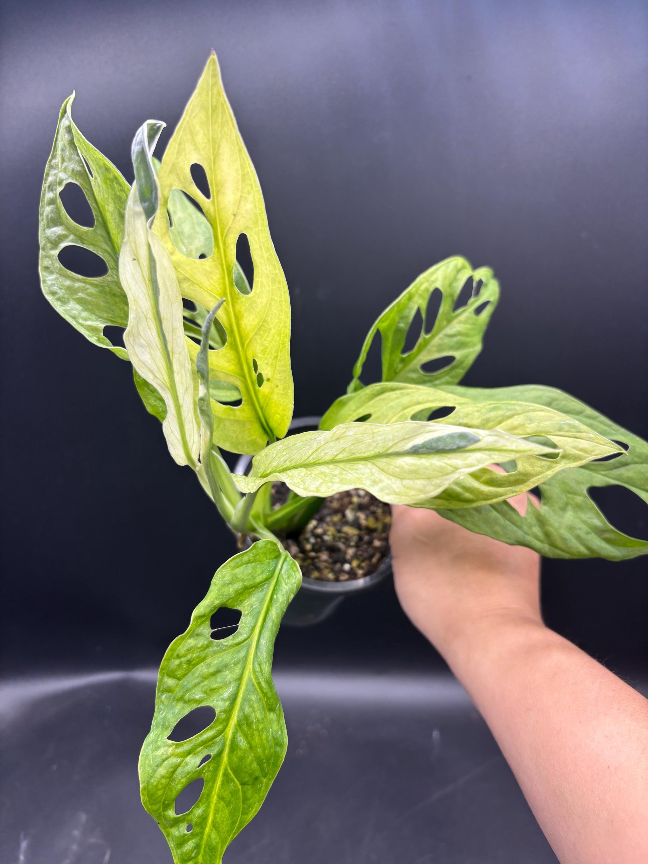 4 SILVER MINT Monstera Adansonii Pot - Rare VARIEGATED Swiss Cheese Plant  - Shades of Green Leaves Houseplant - Home Decor Foliage - Holes - Etsy