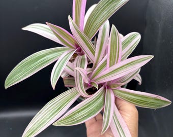 4” RHOEO RAINBOW Tradescantia Pot - Spathacea Wandering Dude Pot