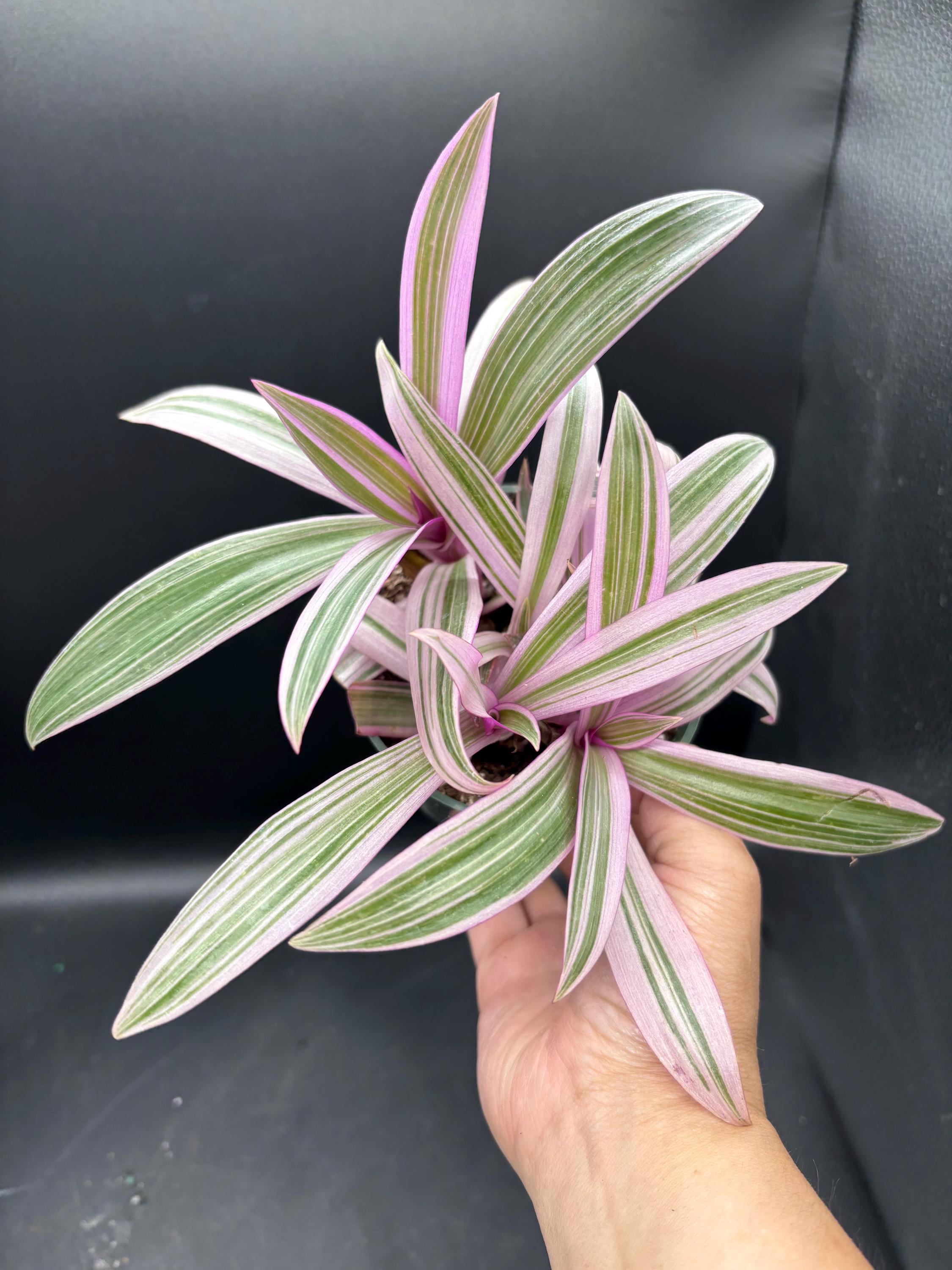 4” RHOEO RAINBOW Tradescantia Pot - Spathacea Wandering Dude Pot