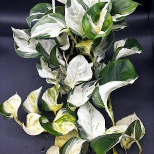 May include: A hanging pothos plant featuring heart-shaped leaves with a variegated pattern of deep forest green and creamy white. The trailing vines are supported by white cords, showcasing a dense cluster of foliage with distinct color patches.