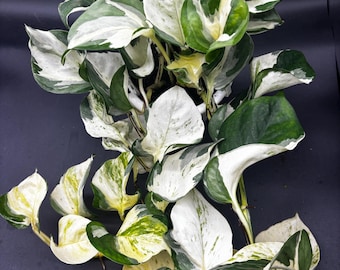 4.5” IVORY KNIGHT Pothos hanging basket - New CULTIVAR Epipremnum Aurea - not Manjula - big round white yellow foliage - trailing houseplant