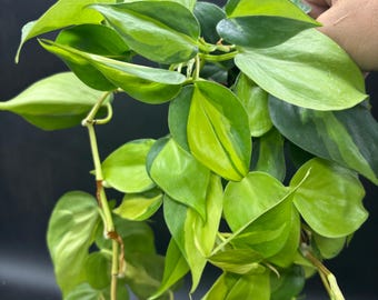 4” COLORFUL BRAZIL Philodendron plant pot - easy care and established houseplant - lush leaf foliage - home decor