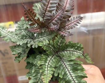 4” CANDY STRIPE BRAKE Fern plant pot - purple pink green leaves - prehistoric foliage - versatile vibrant houseplant or outdoors