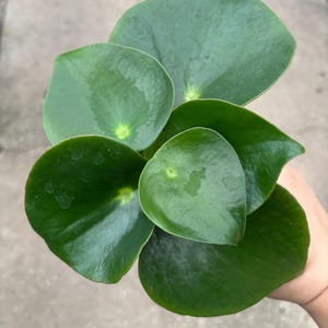 4” RAINDROP Peperomia pot - low maintenance plant - HUGE glossy thick heart shaped tear drop leaves - home decor foliage